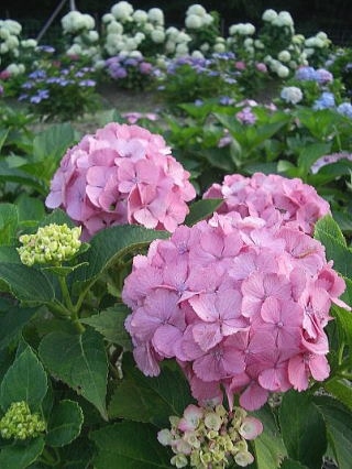 淡路島のあじさい園のご案内 トピックス 公式 渚の荘 花季 はなごよみ 淡路島 洲本温泉 ホテル